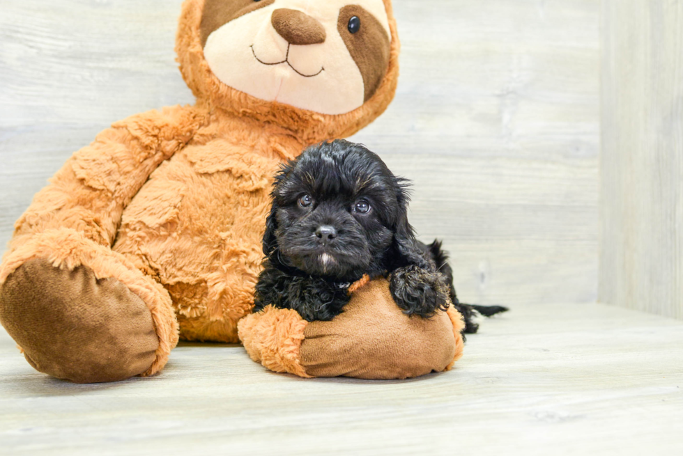 Cavapoo Puppy for Adoption