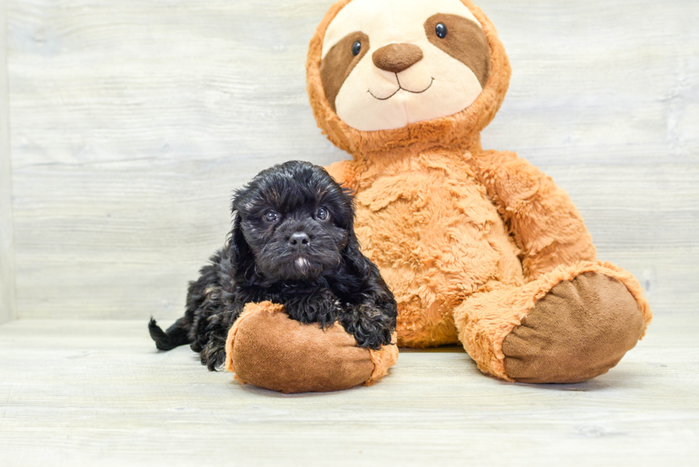 Popular Cavapoo Poodle Mix Pup