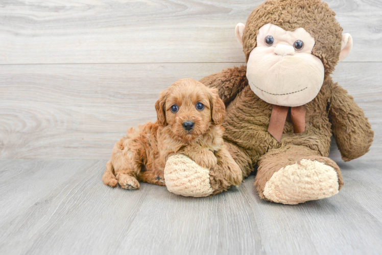 Little Cavoodle Poodle Mix Puppy