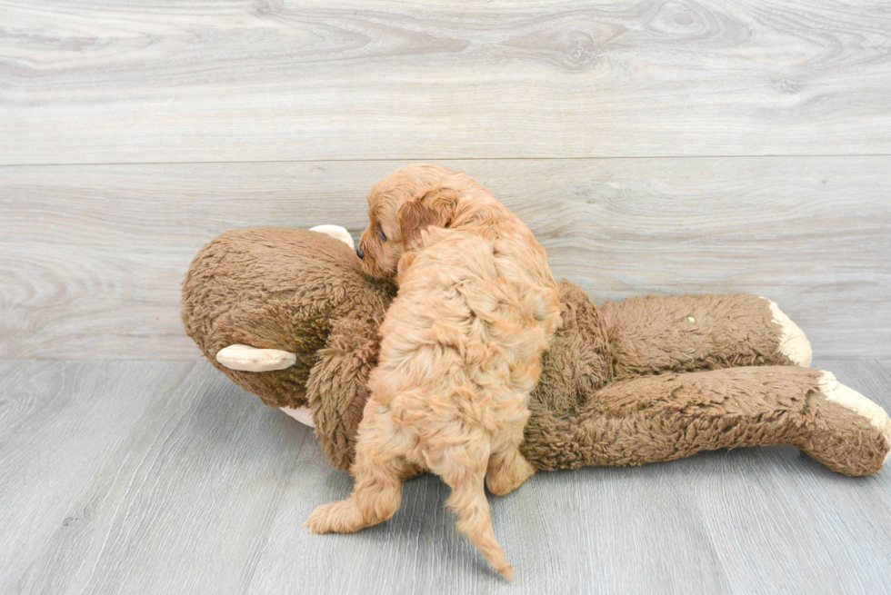 Energetic Cavoodle Poodle Mix Puppy