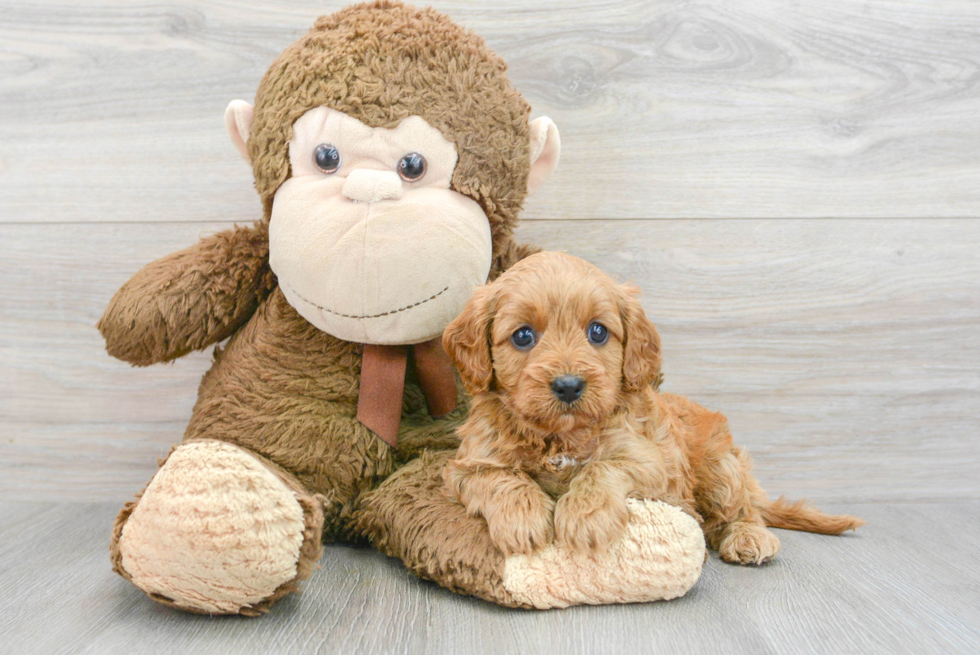 Popular Cavapoo Poodle Mix Pup