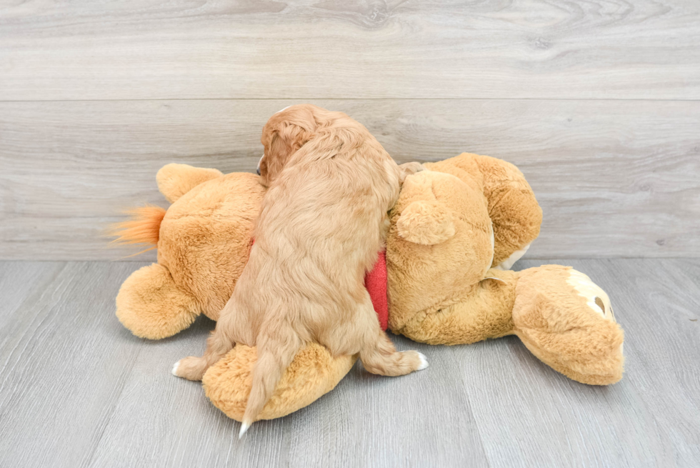 Fluffy Cavapoo Poodle Mix Pup