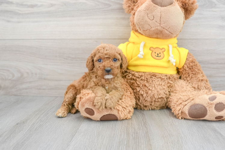 Friendly Cavapoo Baby