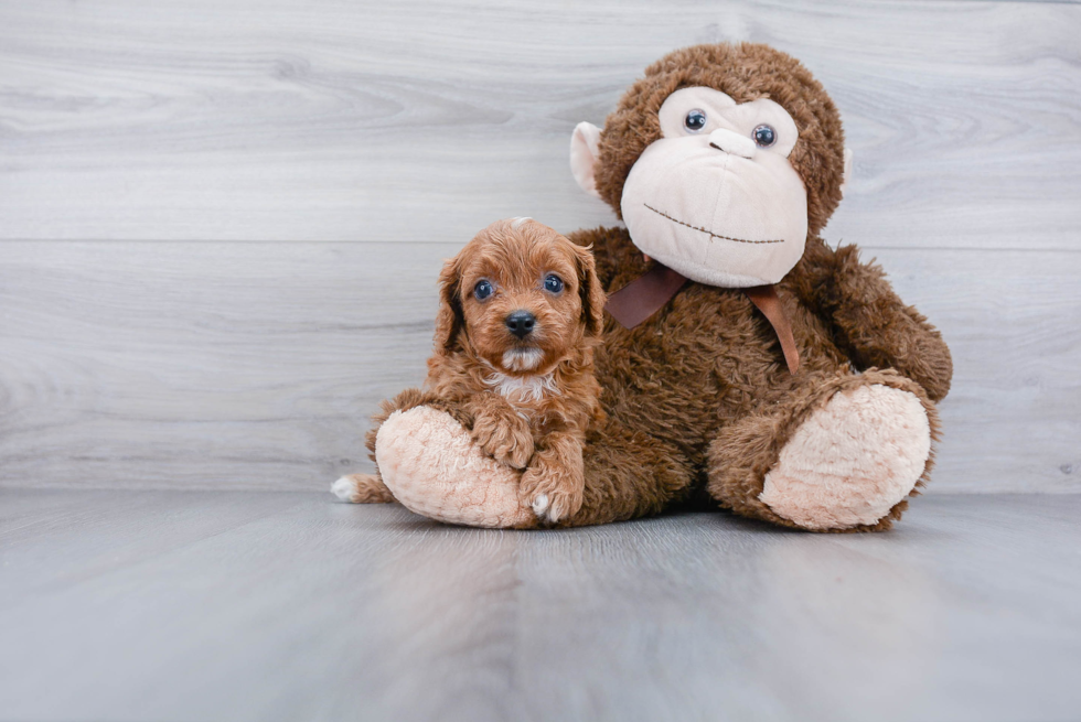 Happy Cavapoo Baby