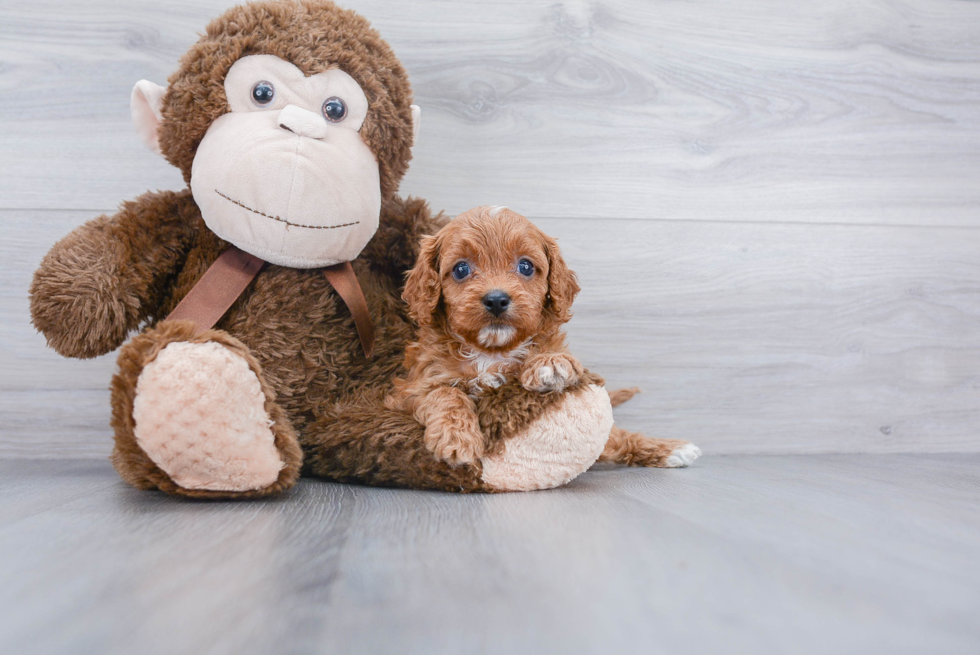 Best Cavapoo Baby