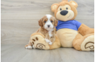 Cute Cavapoo Baby