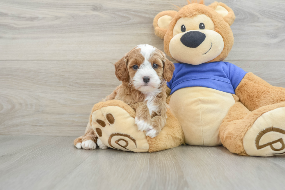 Cute Cavapoo Baby