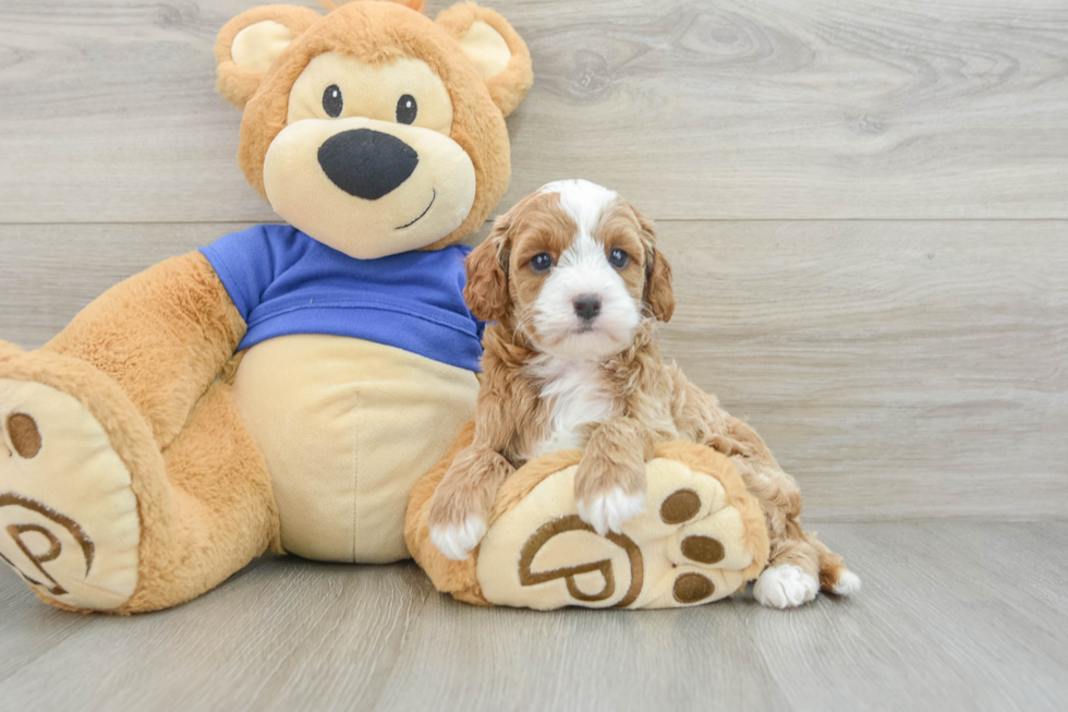 Happy Cavapoo Baby