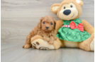 Cavapoo Puppy for Adoption