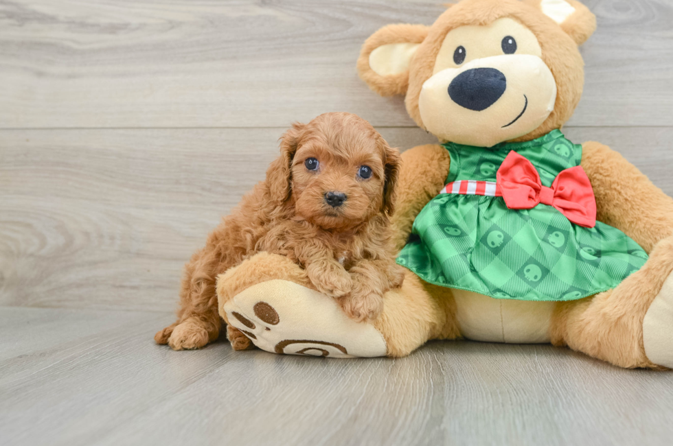 5 week old Cavapoo Puppy For Sale - Premier Pups