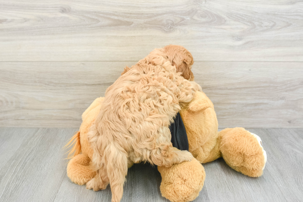 Cavapoo Pup Being Cute