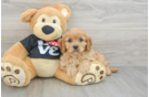 Best Cavapoo Baby