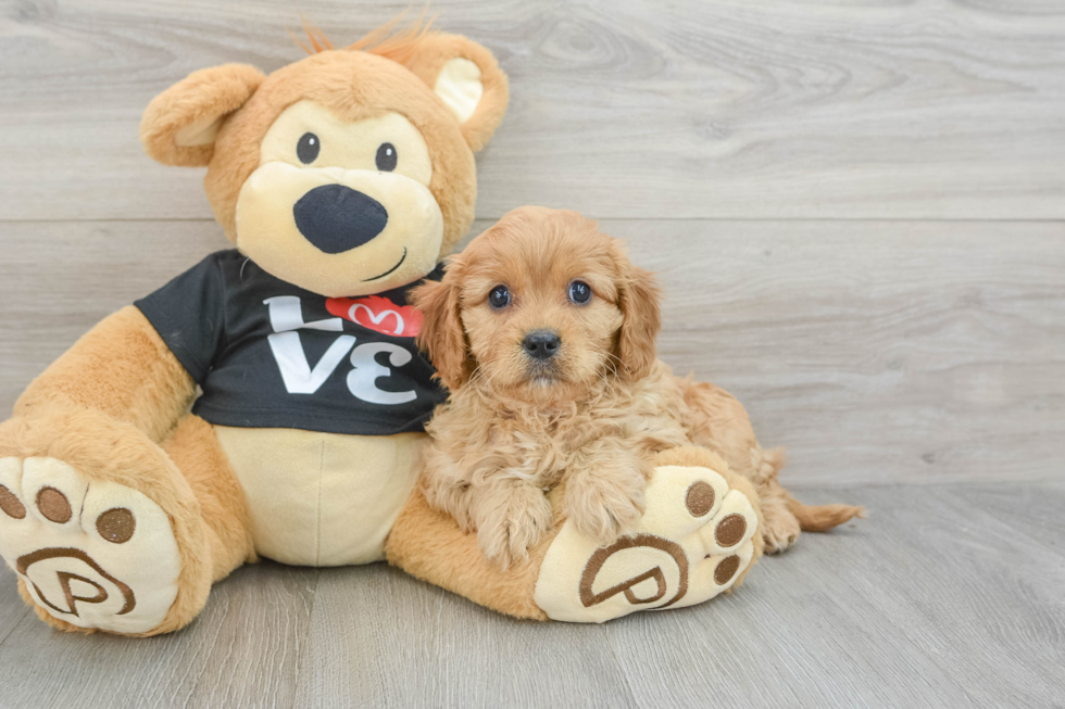 Best Cavapoo Baby