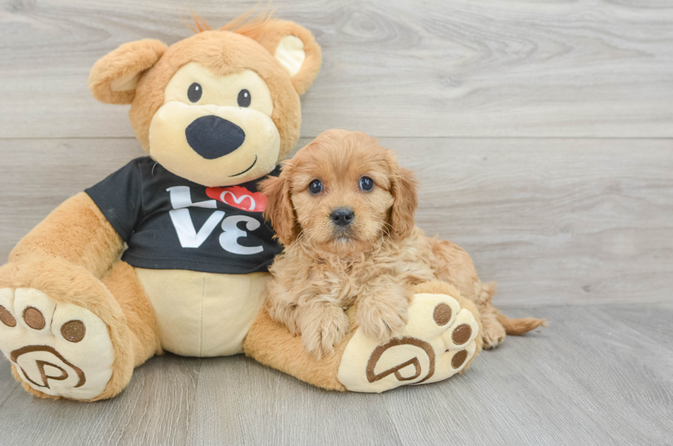 6 week old Cavapoo Puppy For Sale - Premier Pups