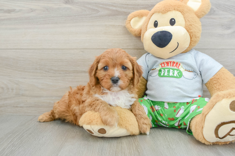 5 week old Cavapoo Puppy For Sale - Premier Pups