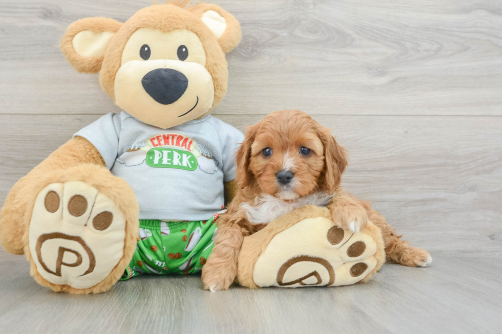 Cavapoo Pup Being Cute