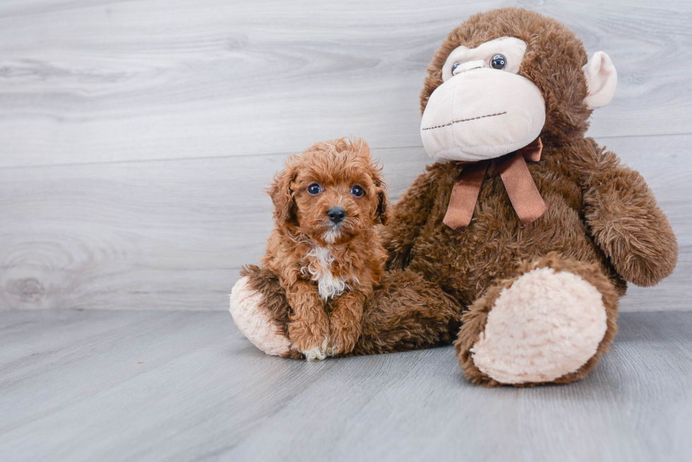 Funny Cavapoo Poodle Mix Pup