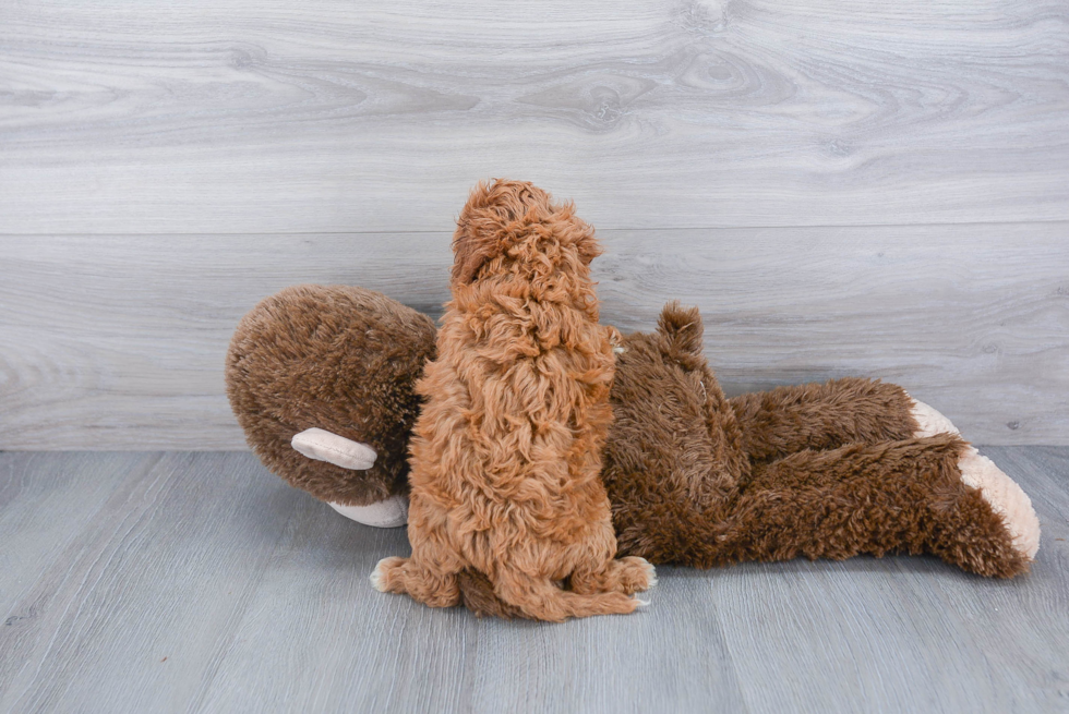 Adorable Cavoodle Poodle Mix Puppy