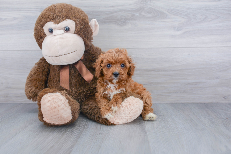 Cavapoo Pup Being Cute