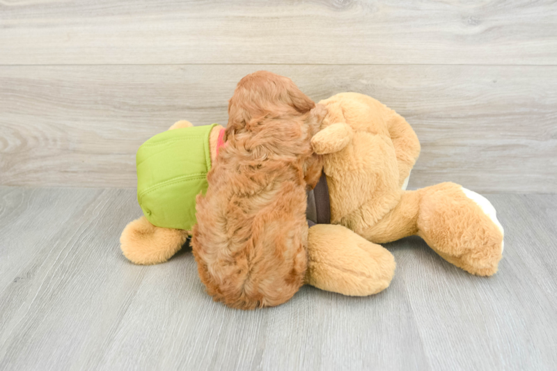 Meet Alicia - our Cavapoo Puppy Photo 2/3 - Premier Pups