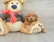 8 week old Cavapoo Puppy For Sale - Premier Pups