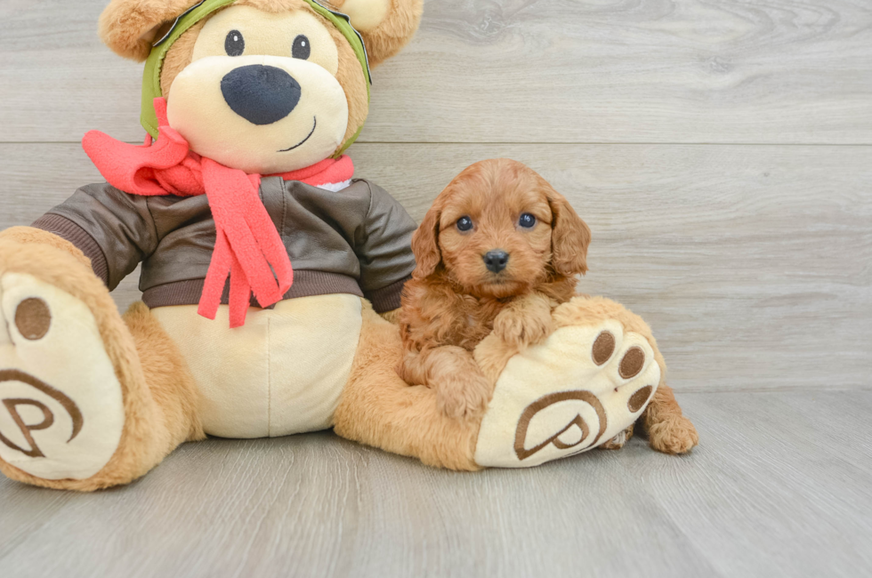6 week old Cavapoo Puppy For Sale - Premier Pups