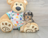 8 week old Cavapoo Puppy For Sale - Premier Pups