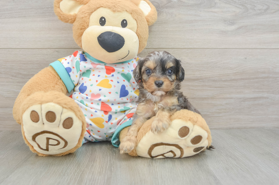 6 week old Cavapoo Puppy For Sale - Premier Pups