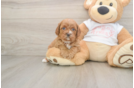 Happy Cavapoo Baby