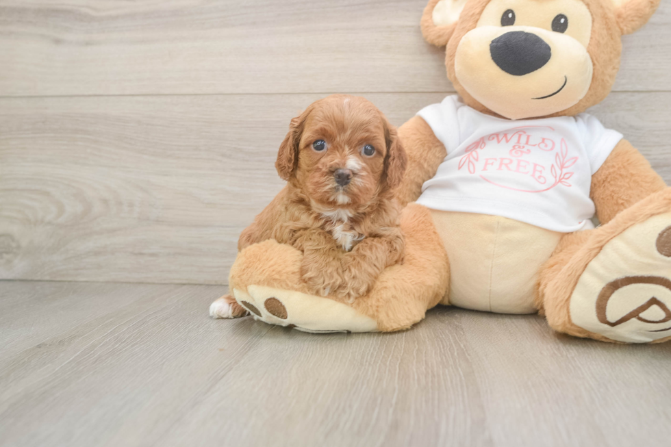Happy Cavapoo Baby