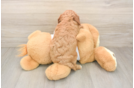 Best Cavapoo Baby
