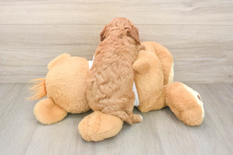 Best Cavapoo Baby
