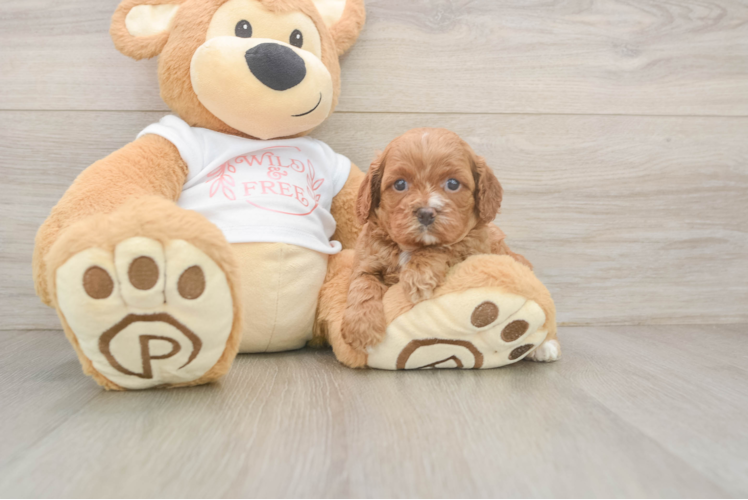 Sweet Cavapoo Baby