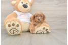 Sweet Cavapoo Baby