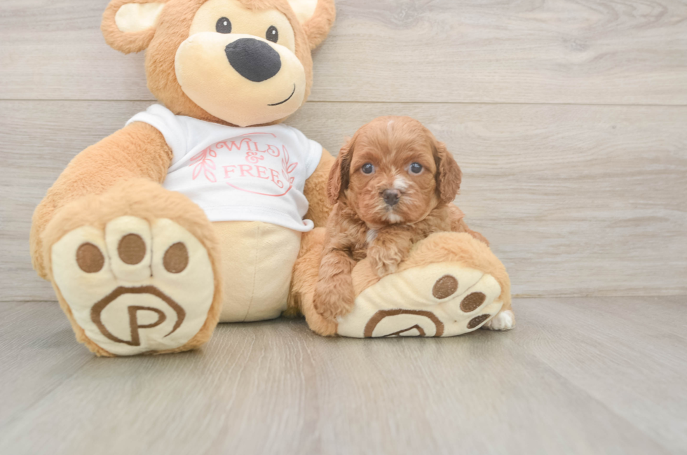 5 week old Cavapoo Puppy For Sale - Premier Pups