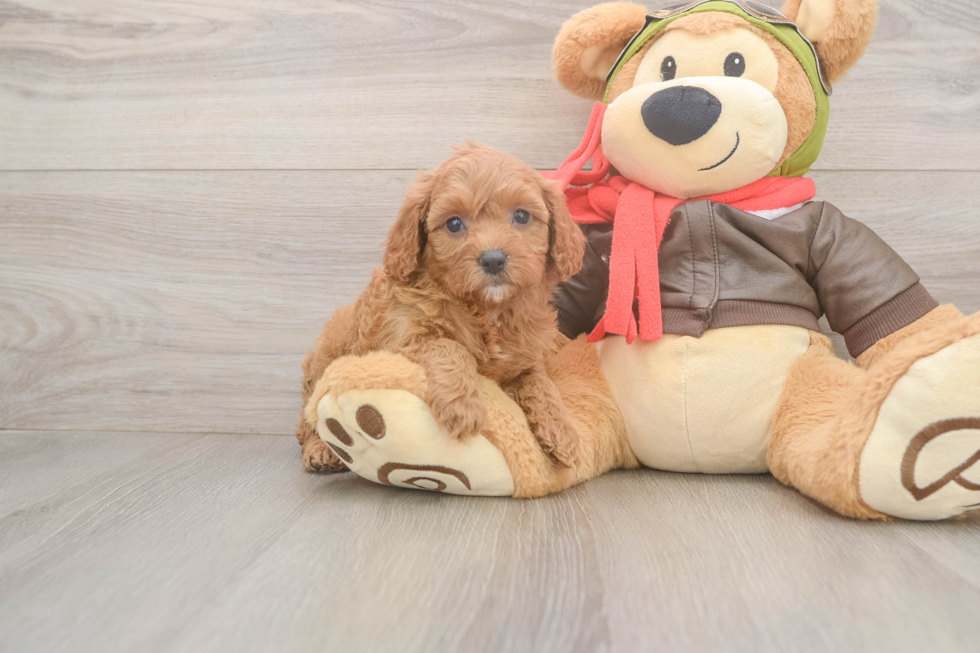 Cavapoo Pup Being Cute