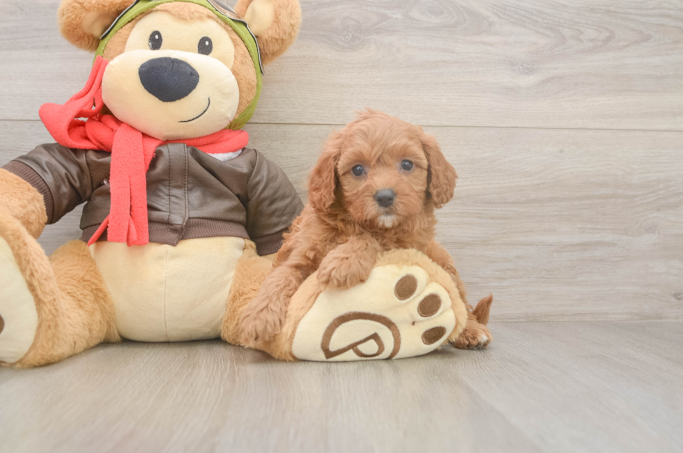 5 week old Cavapoo Puppy For Sale - Premier Pups