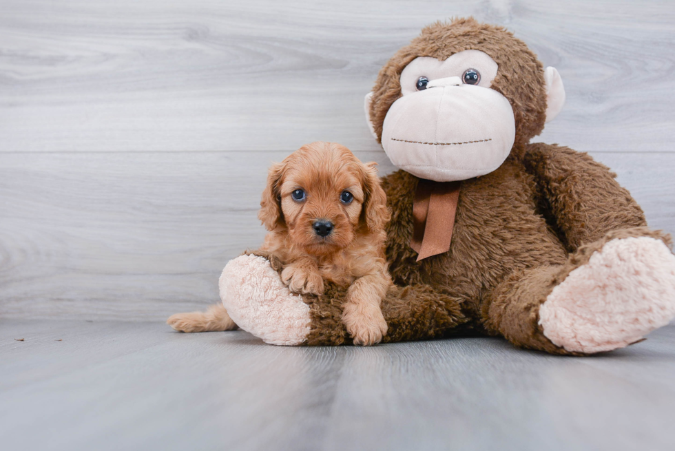 Little Cavoodle Poodle Mix Puppy