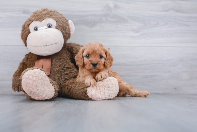 Cavapoo Pup Being Cute