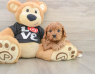 8 week old Cavapoo Puppy For Sale - Premier Pups