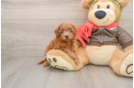 Best Cavapoo Baby