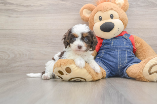 Cavapoo Pup Being Cute