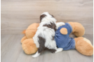 Cavapoo Pup Being Cute
