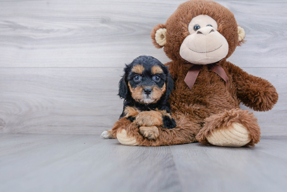 Cavapoo Pup Being Cute