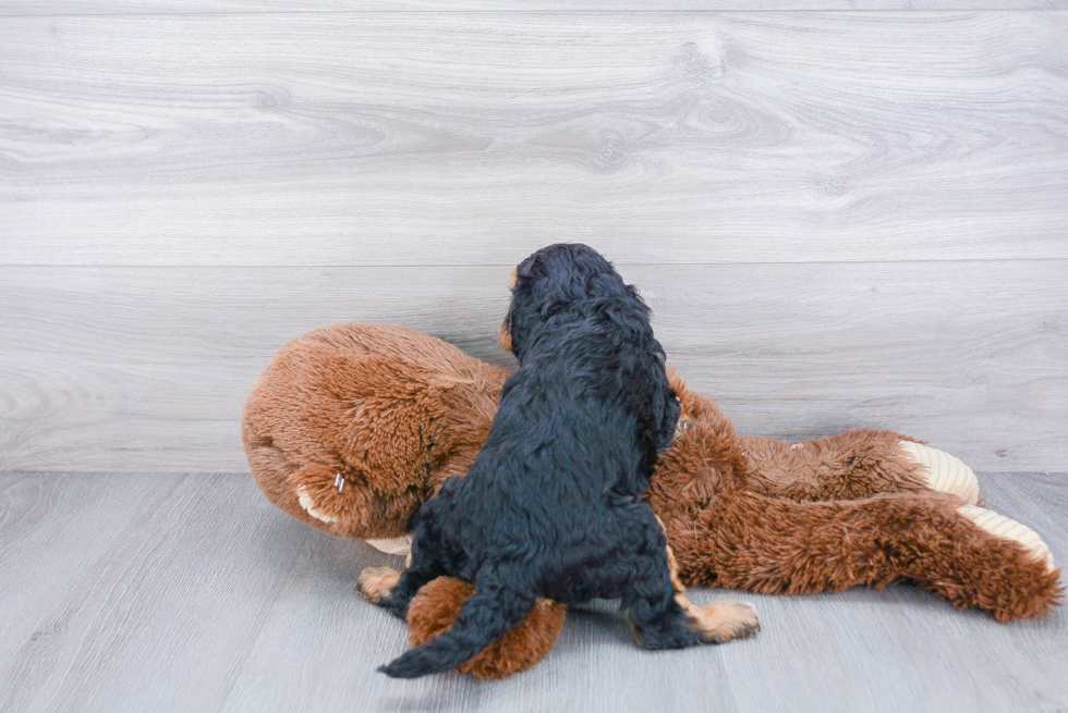 Adorable Cavoodle Poodle Mix Puppy