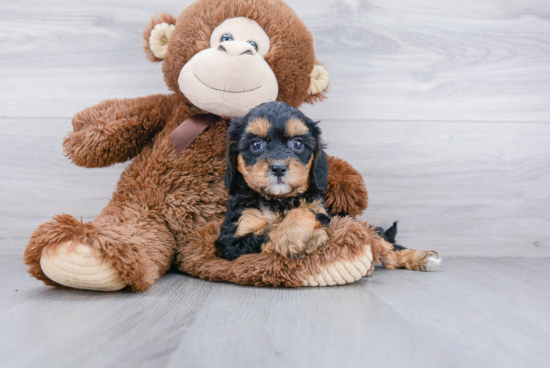 Best Cavapoo Baby