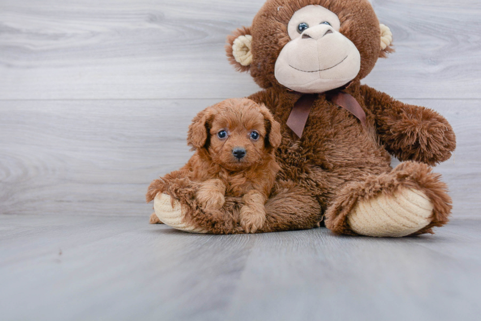 Cavapoo Pup Being Cute