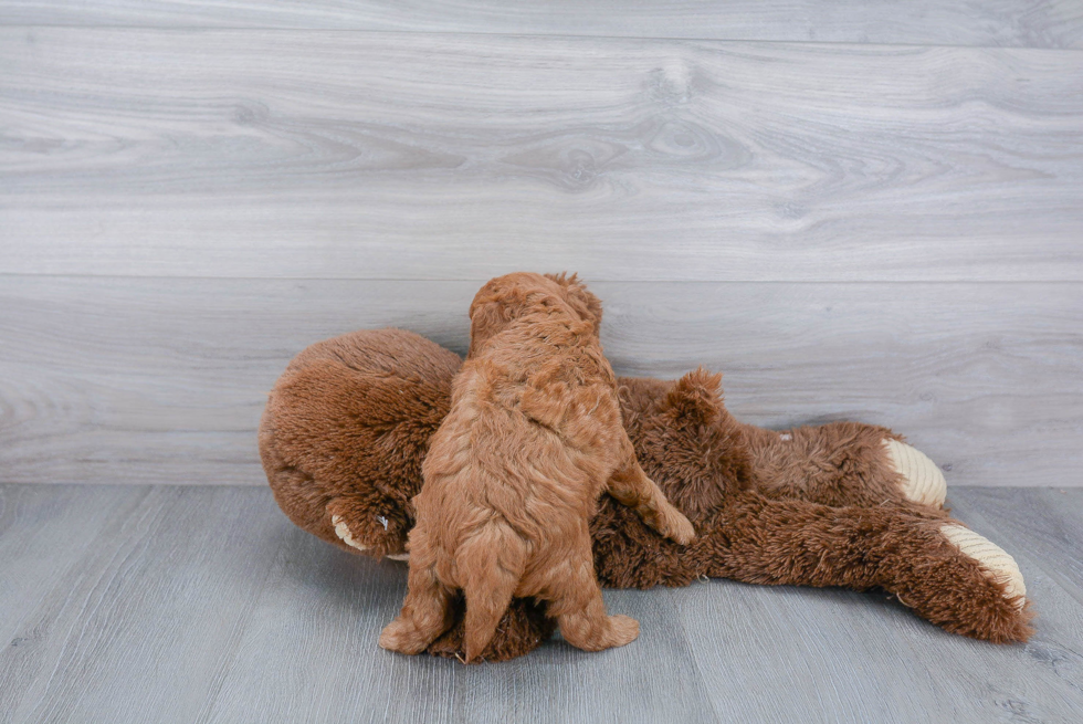 Little Cavoodle Poodle Mix Puppy