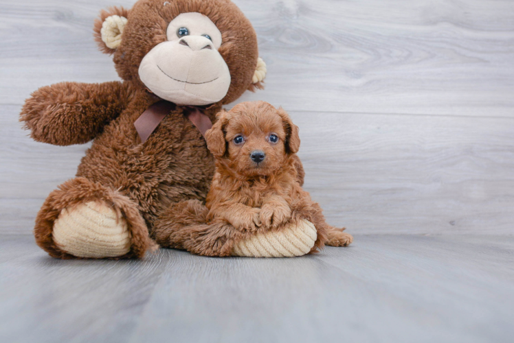 Petite Cavapoo Poodle Mix Pup