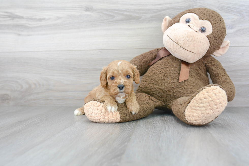 Cavapoo Pup Being Cute